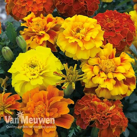Marigold F1 'Zenith Mixed' 4 Marigold F1 'Zenith Mixed' - Image 2