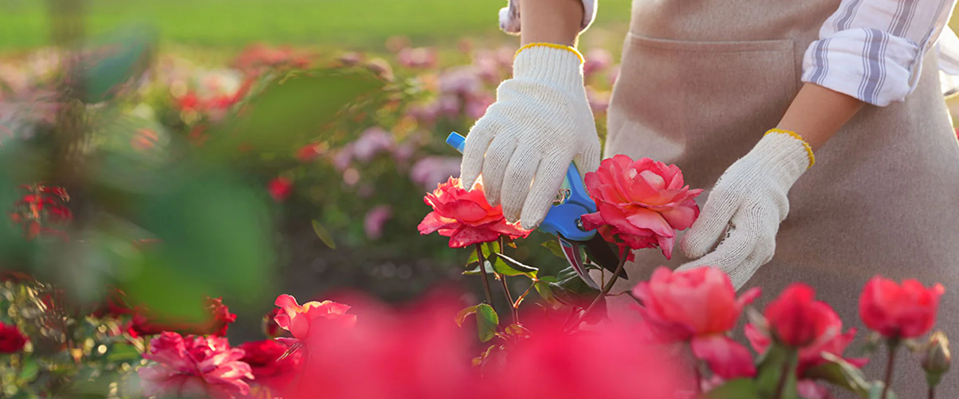 Front Page -GardenJoy Sales Store banner978